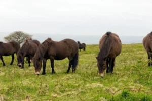 Understanding the Exmoor Pony